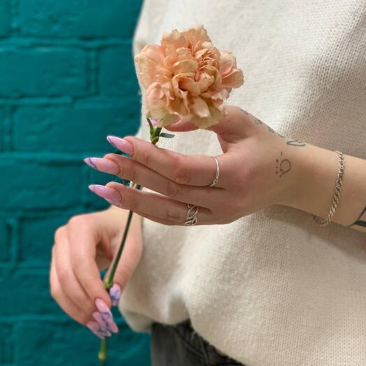 Гвоздика кремовая