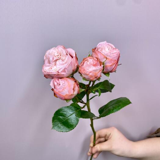 Роза кустовая крем