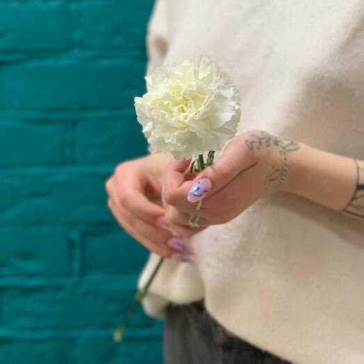 Гвоздика белая