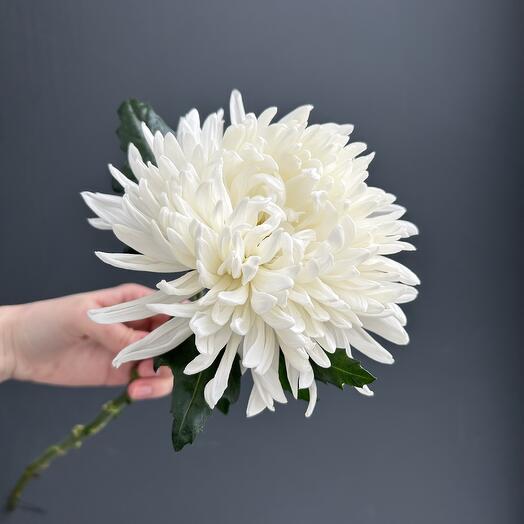 Chrysanthemum is one -headed white