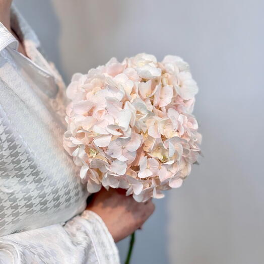 Delicate hydrangea / hydrangea