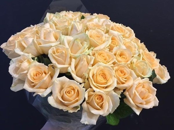 21 cream roses