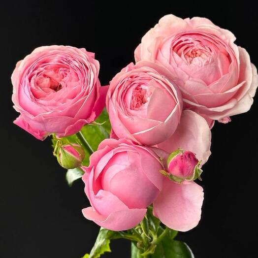 Rose bush pionivid Silva Pink