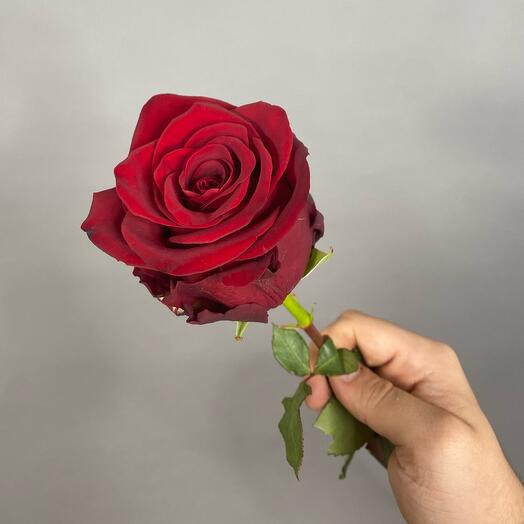 The burgundy rose explorer