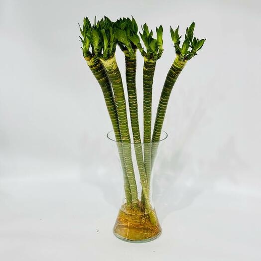 Букет счастливого бамбука лакки 70 см 5 шт