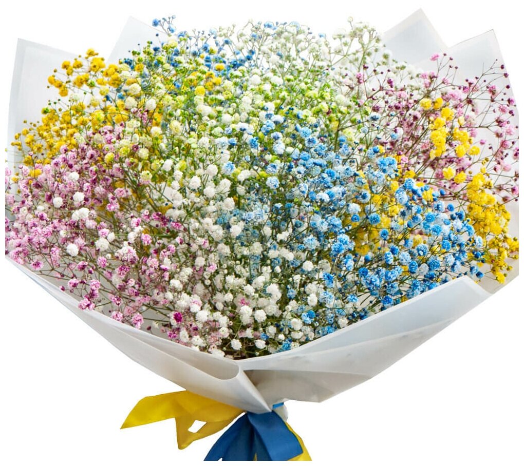 11 gypsophila