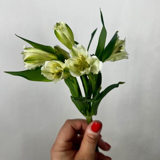 Самый стойкий цветок альстромерия