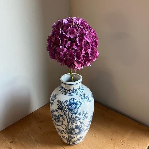 Гортензия сиреневая Голландия