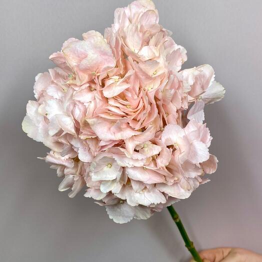 Гортензия светло розовая