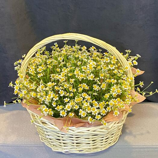 Basket with daisies