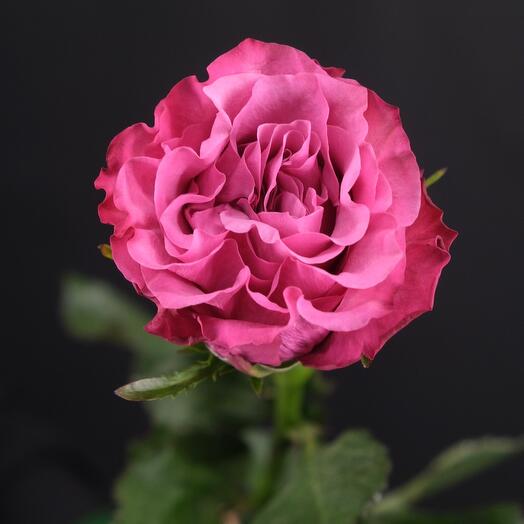 Пионовидная роза Кантри блюз