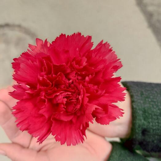 Red cloves (Diantus)