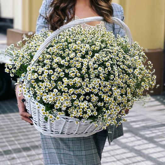 Корзина с ромашками