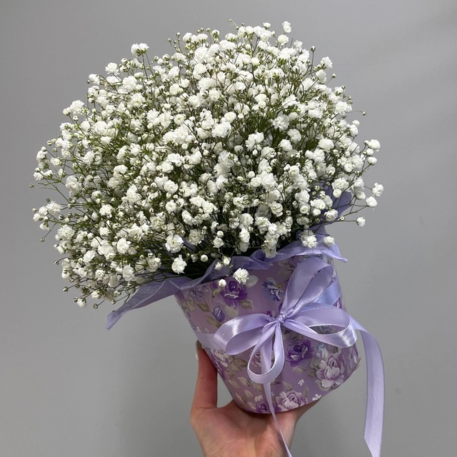 101 gypsophila