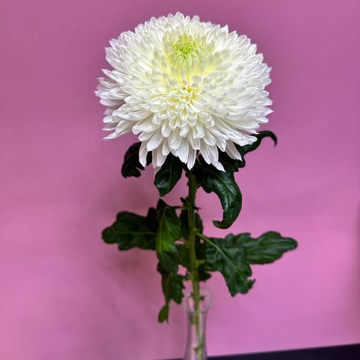 Хризантема одноголовая экстра