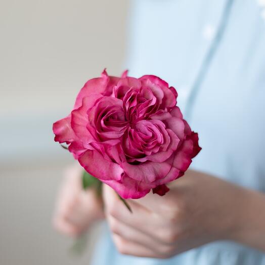 Pionovid rose "Country Blue"