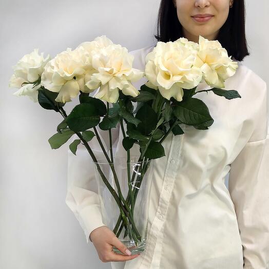 White French roses in a vase