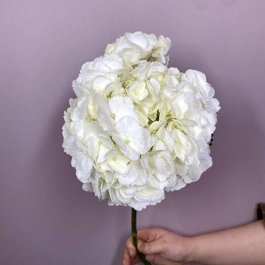 Гортензия белая