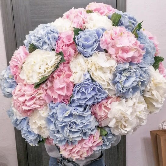 101 hydrangea