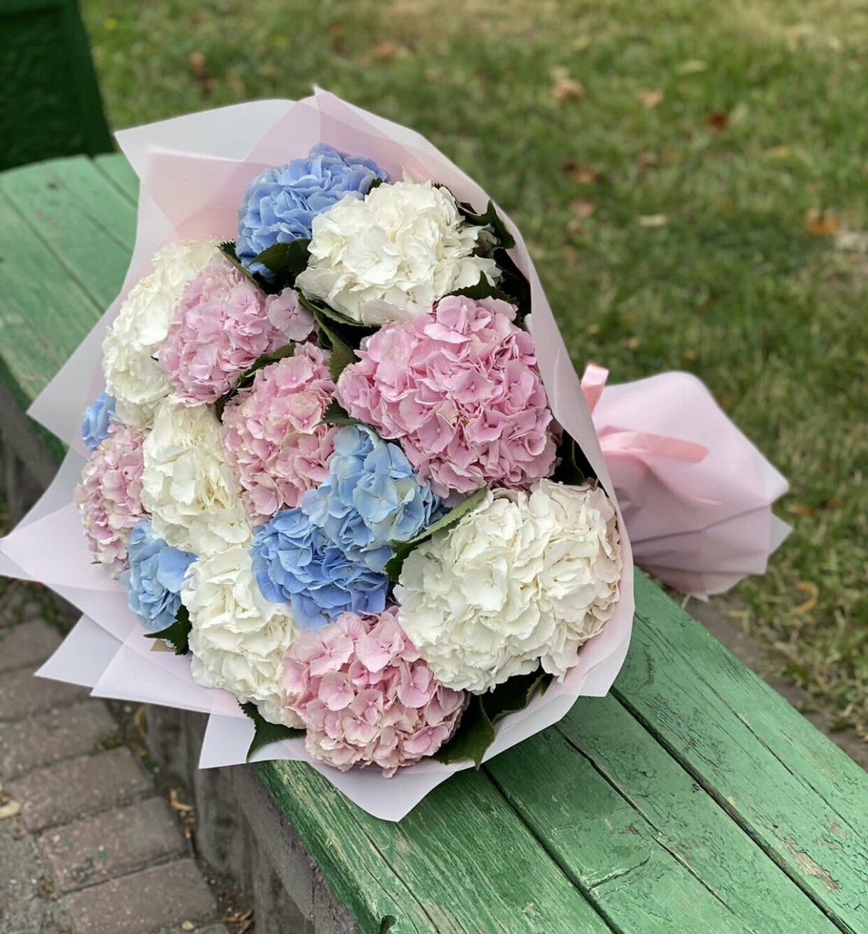 101 hydrangea