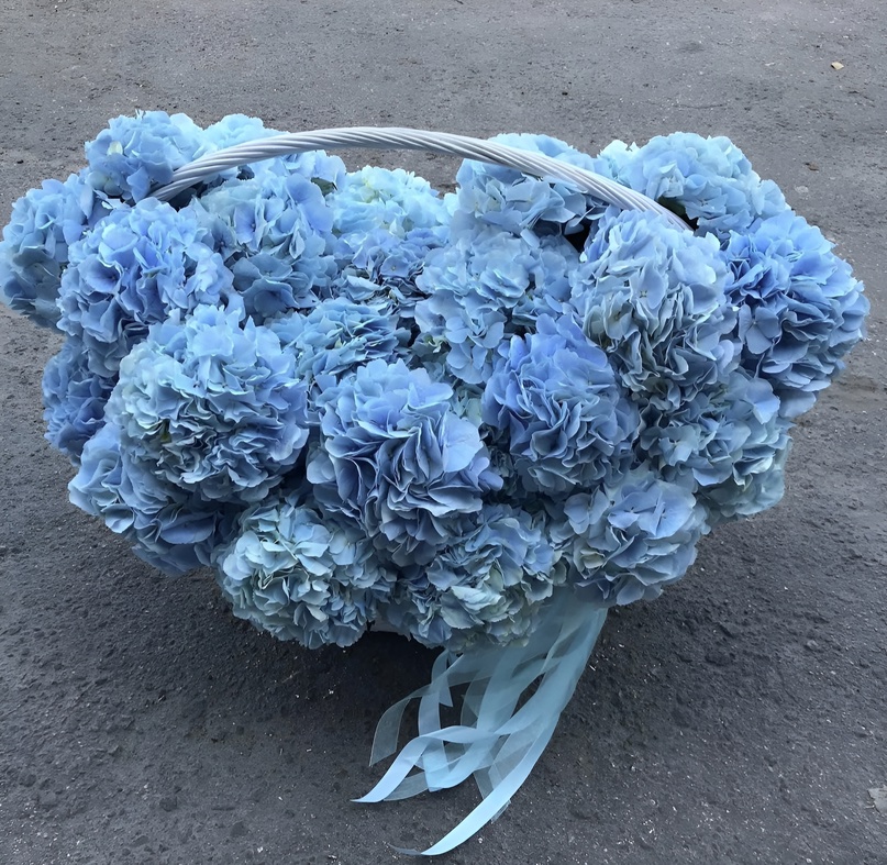 31 hydrangea