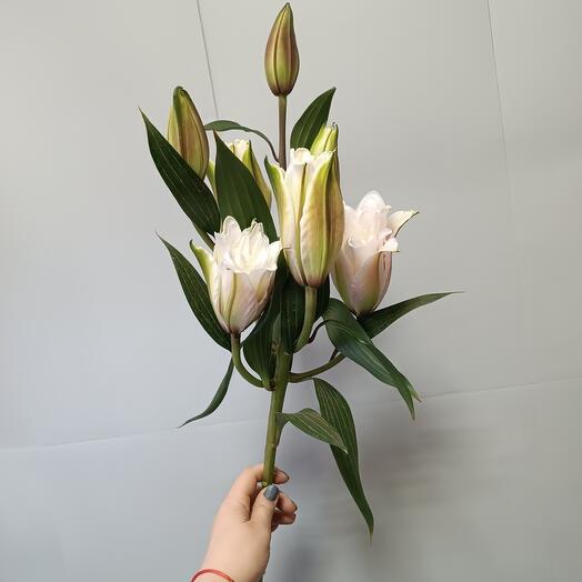 Лилия пионовидная