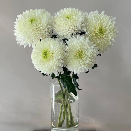 Хризантема Деко Магнум, 5 штук