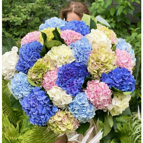 25 гортензия