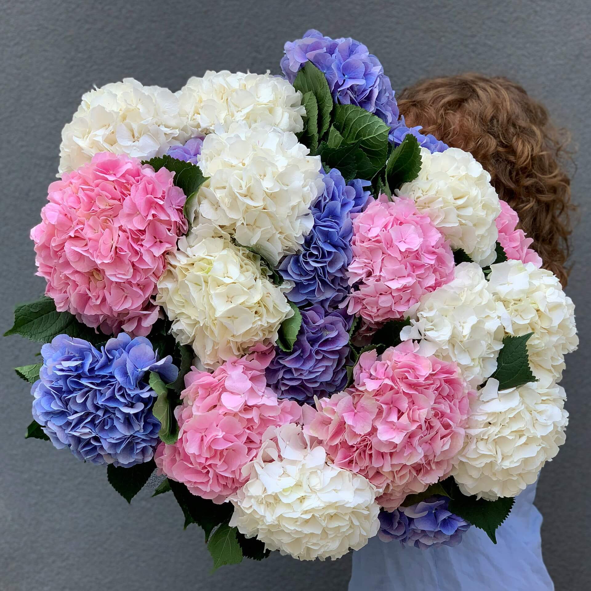 21 гортензия