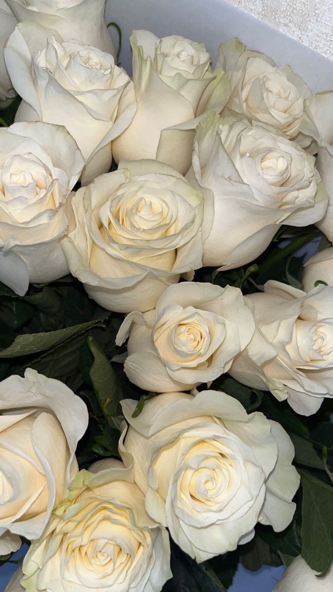 5 white roses