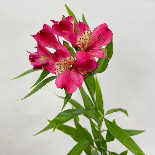 Alstromeria Mix (from 15 pcs.)