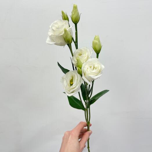 Эустома (от 11 шт.)