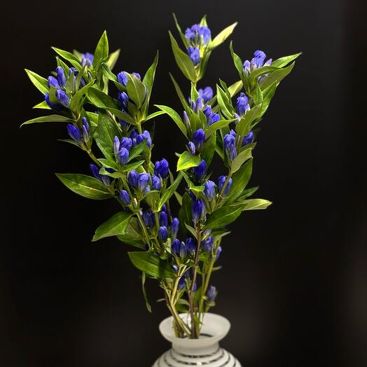 Interio💎05_Гентиана