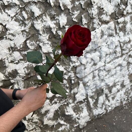 Роза Эквадор 70см