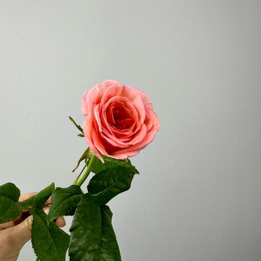 Pionovid rose London Ai 50cm