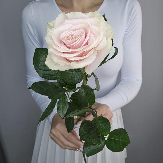 Rosa Ecuador "Pink Mundial"