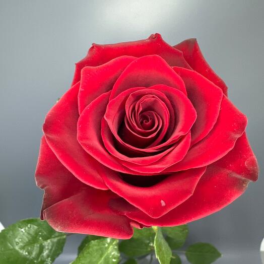 Роза бордовая Эксплорер