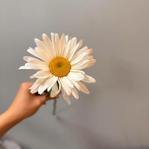 Ромашка Краснодар