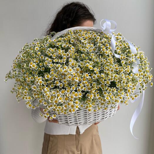 Wow basket with daisies "Family heat" 60+ cm