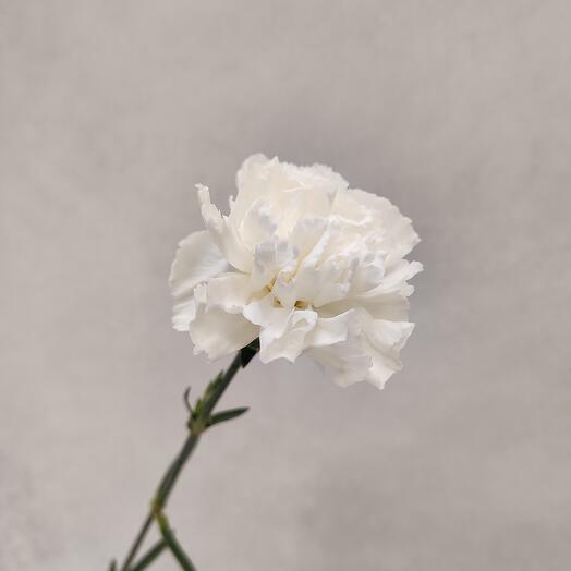 The cloves are white