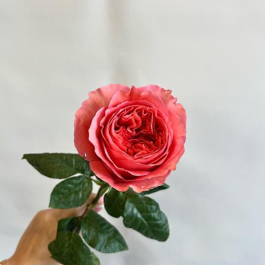 Пионовидная роза кенди экспрешен