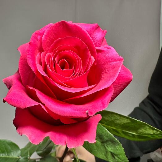 Rose Pink Floyd 70 cm