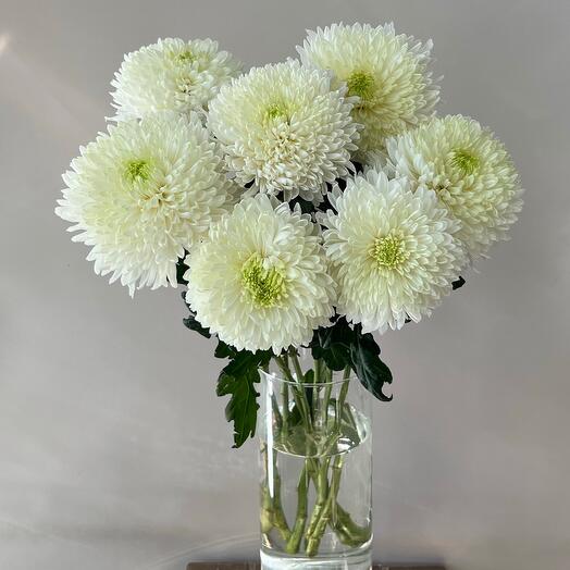 7 одноголовых хризантем Деко Магнум