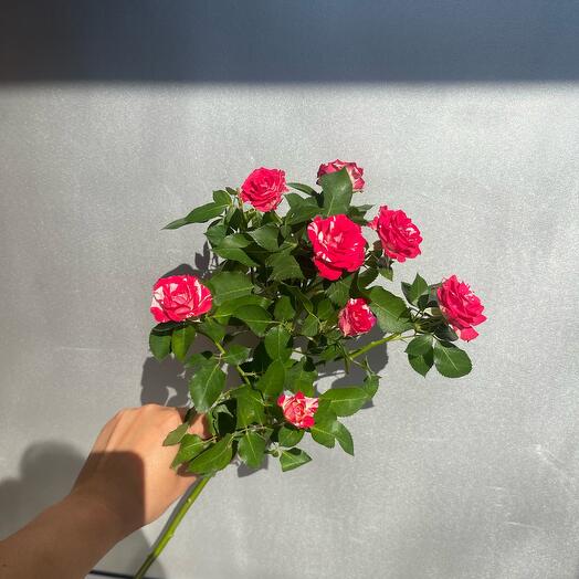 Bush rose "Faerovkus"