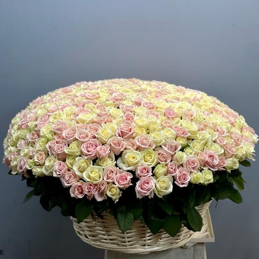 501 нежная Роза