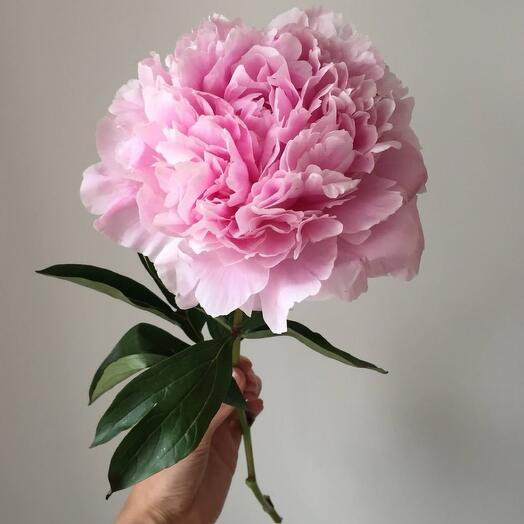 Пионы сара бернар «Rose champagne»