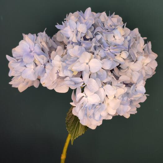 Гортензия голубая