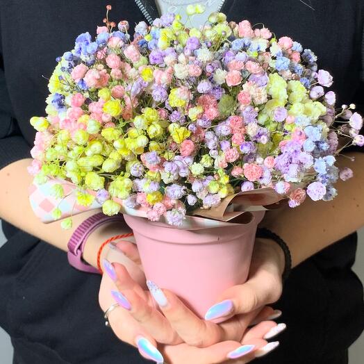 A composition of rainbow gypsophila to kashpo