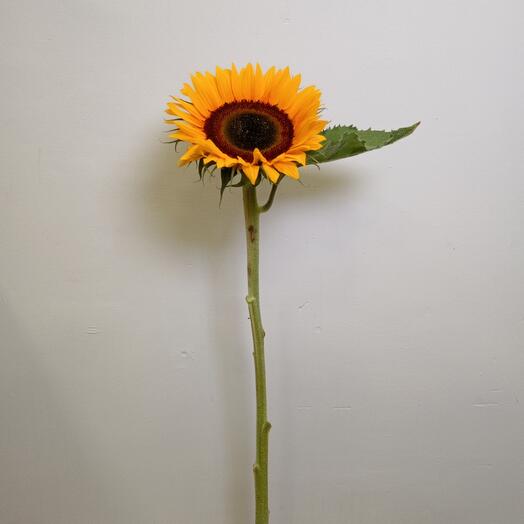 Helianthus / Sunflower
