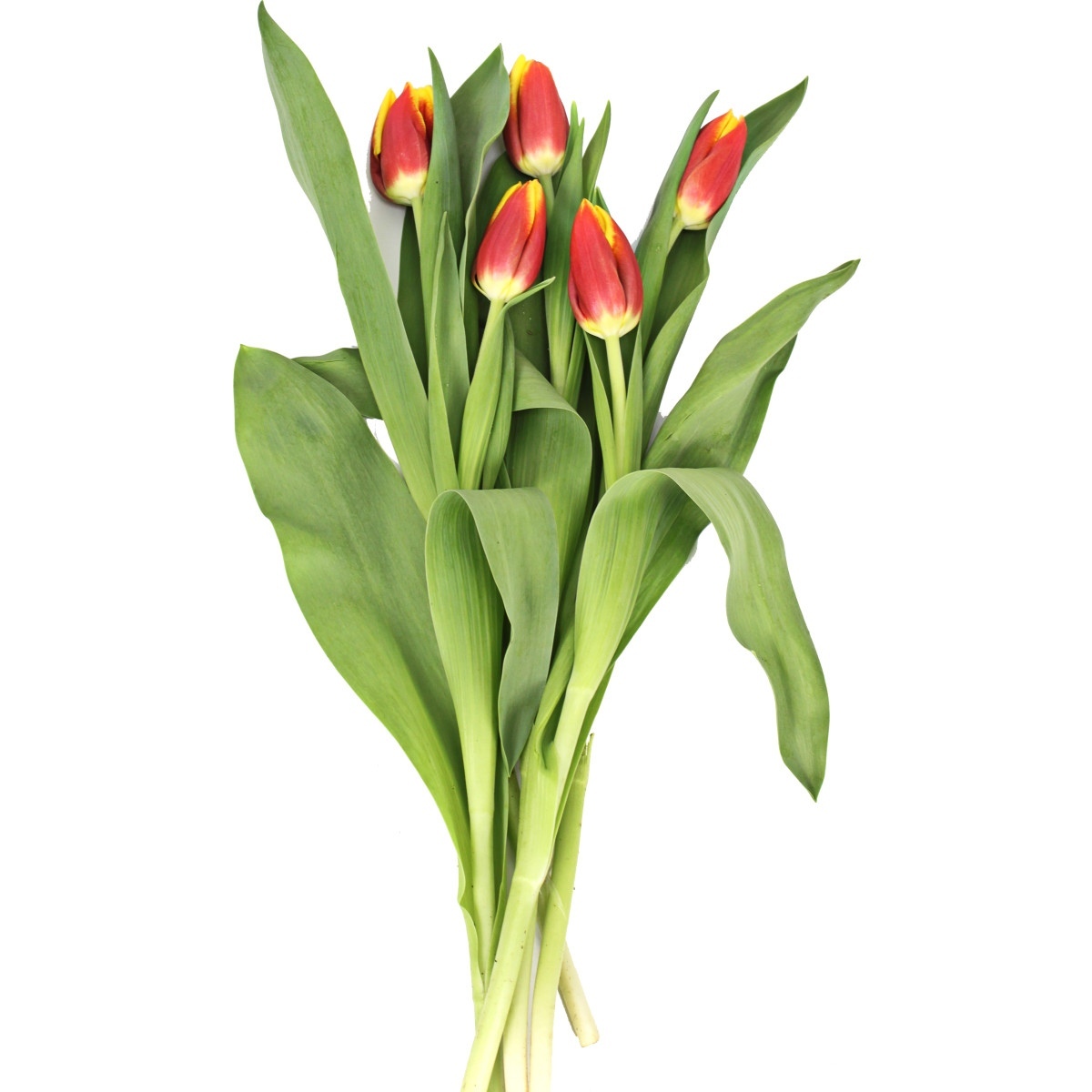 5 tulip